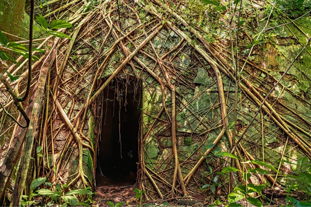 the jungle covers a house except where there's a doorway