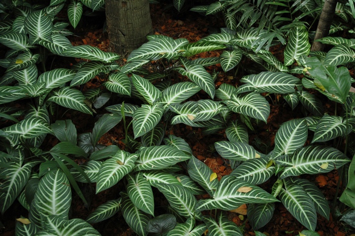 Forest floor