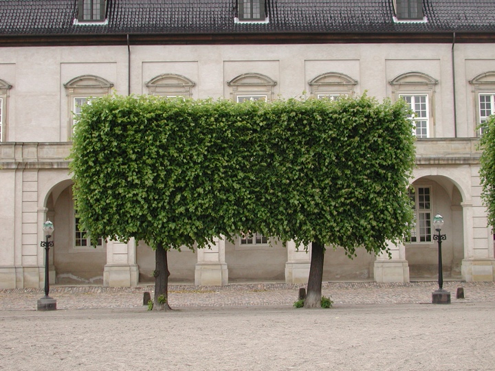 Square trees