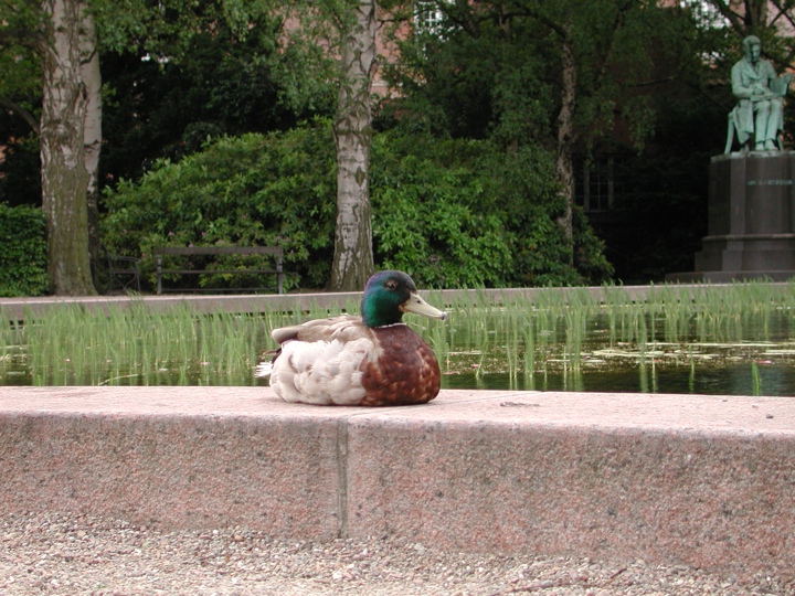 Still life with duck