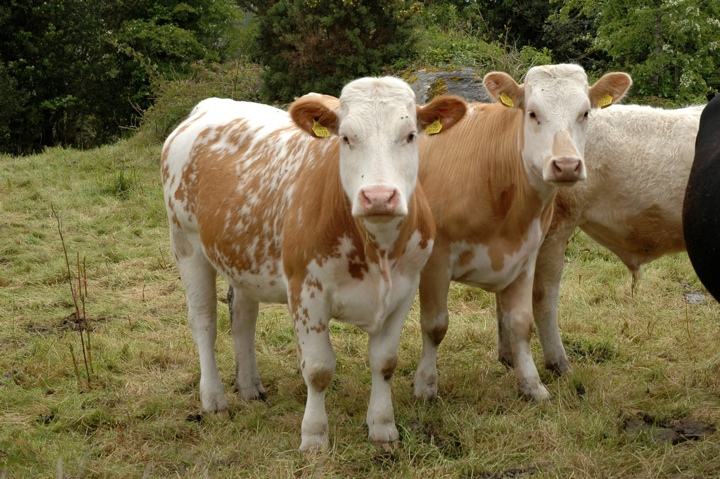 Twin cows