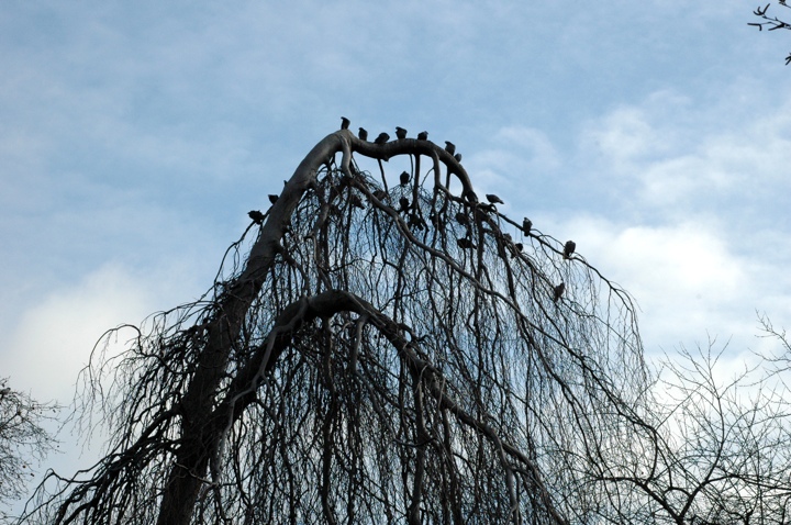 Birds roosting in Hyde Park