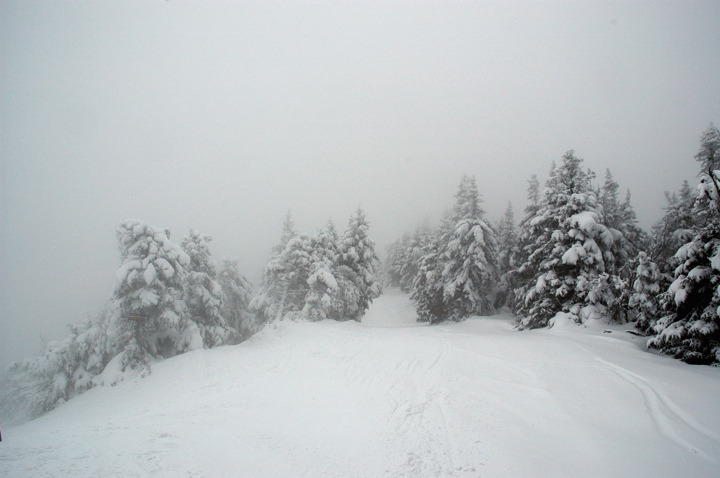 Snowy forest