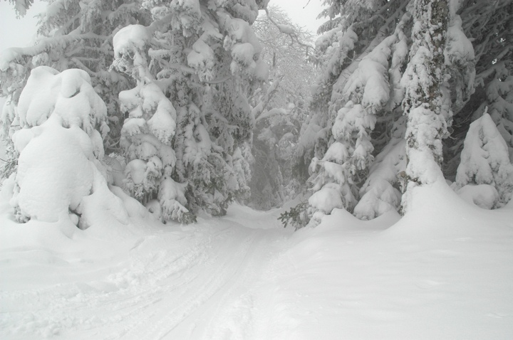 Trail off into the woods