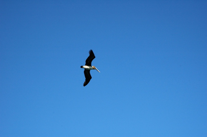 Pelican