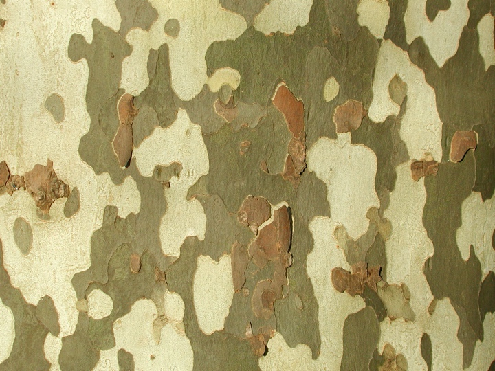 Camouflage