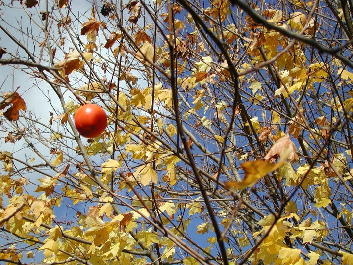 More fruit