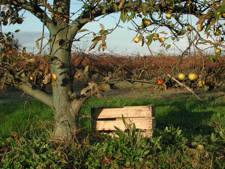 The remains of the harvest