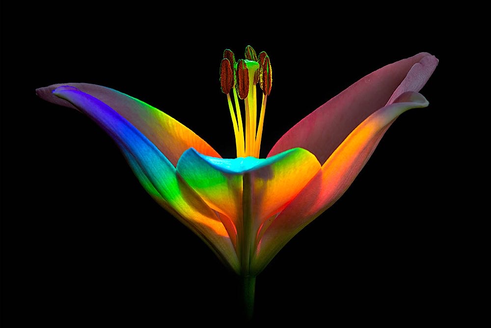 Rainbow lily