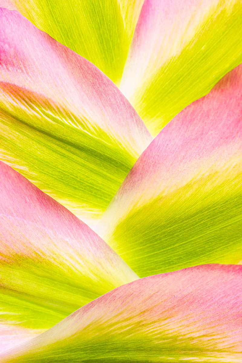 Tulip petals