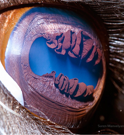 closeup photo of a llama eye