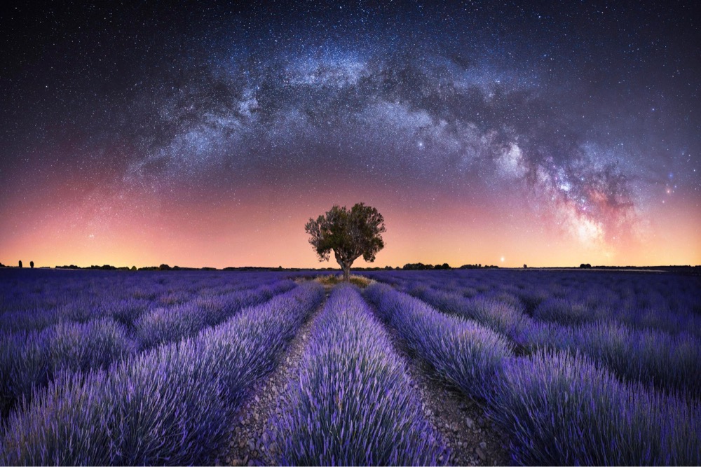 panorama of the Milky Way over a lavender field