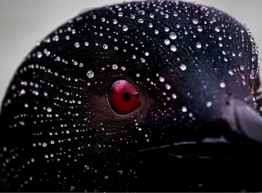 closeup of a loon with water droplets on its head
