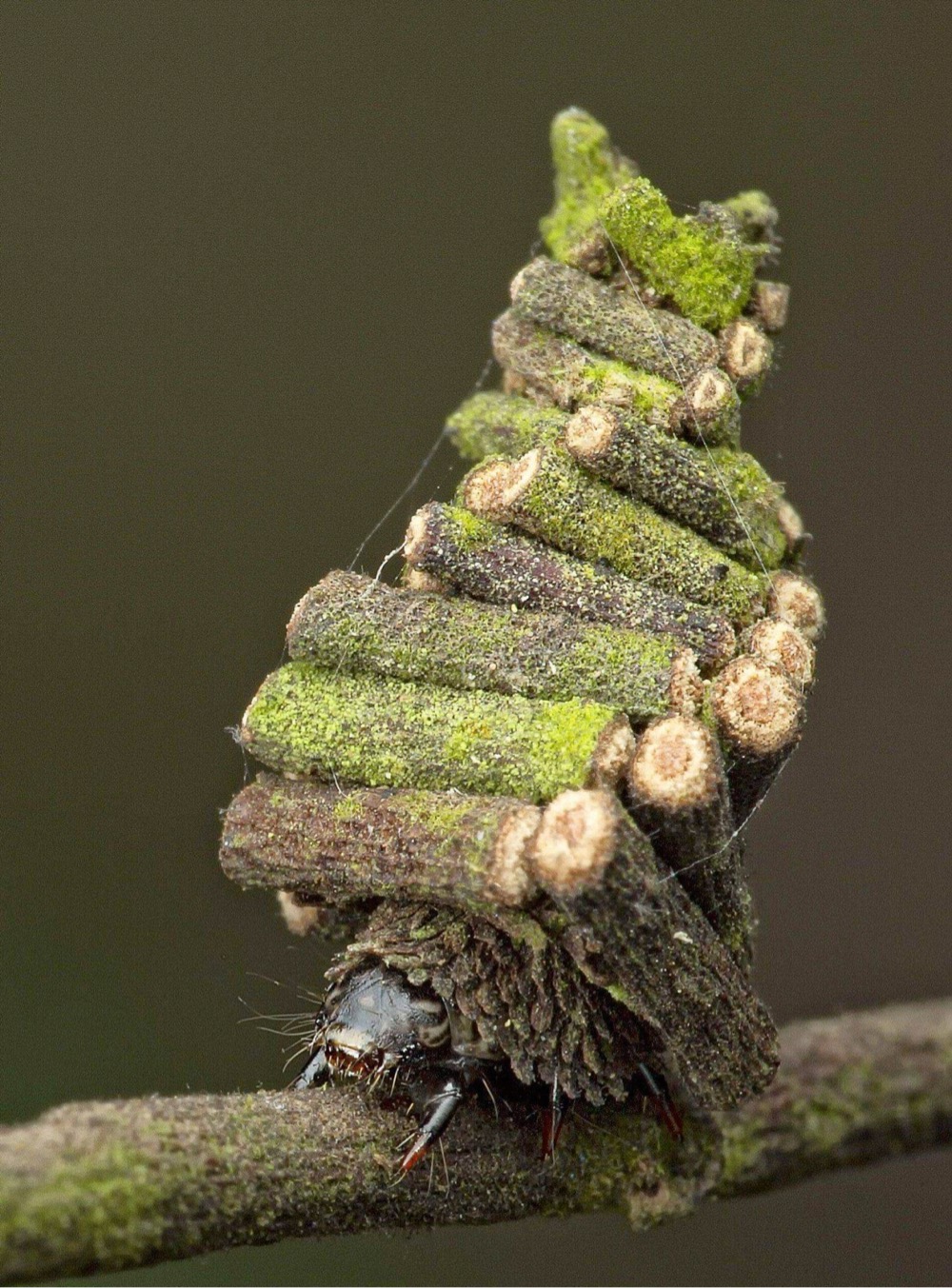 a little house a bagworm caterpillar has built on its back out of twigs