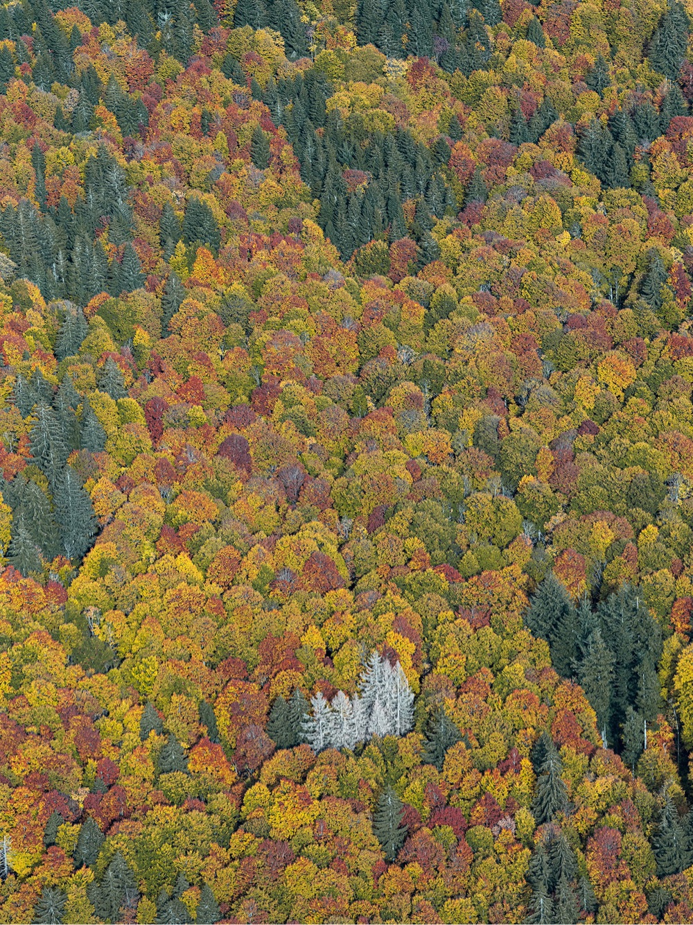 an autumnal forest from above