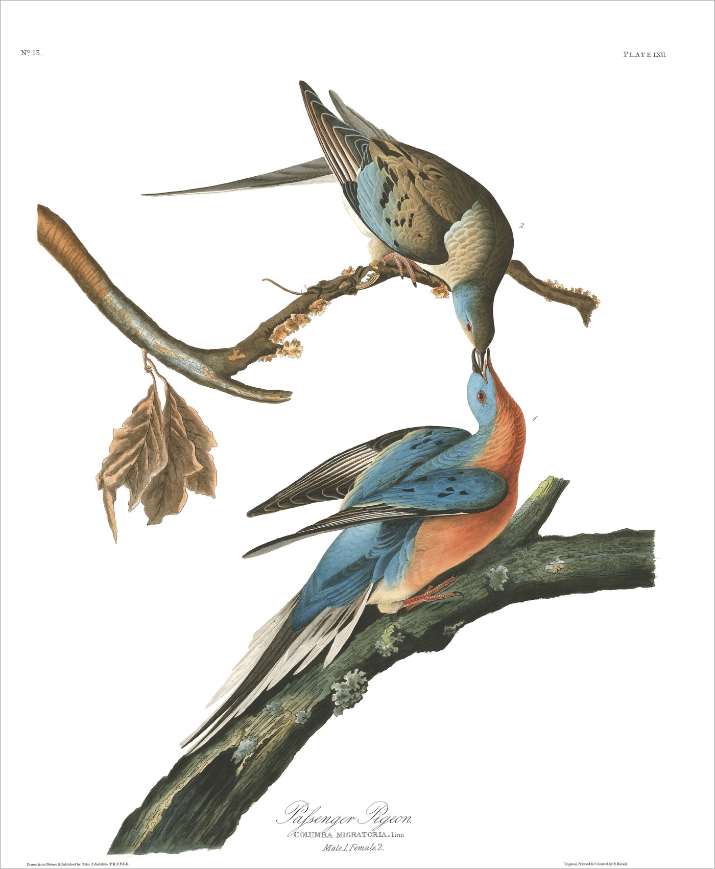 birds of america color etch prints by tom dolan