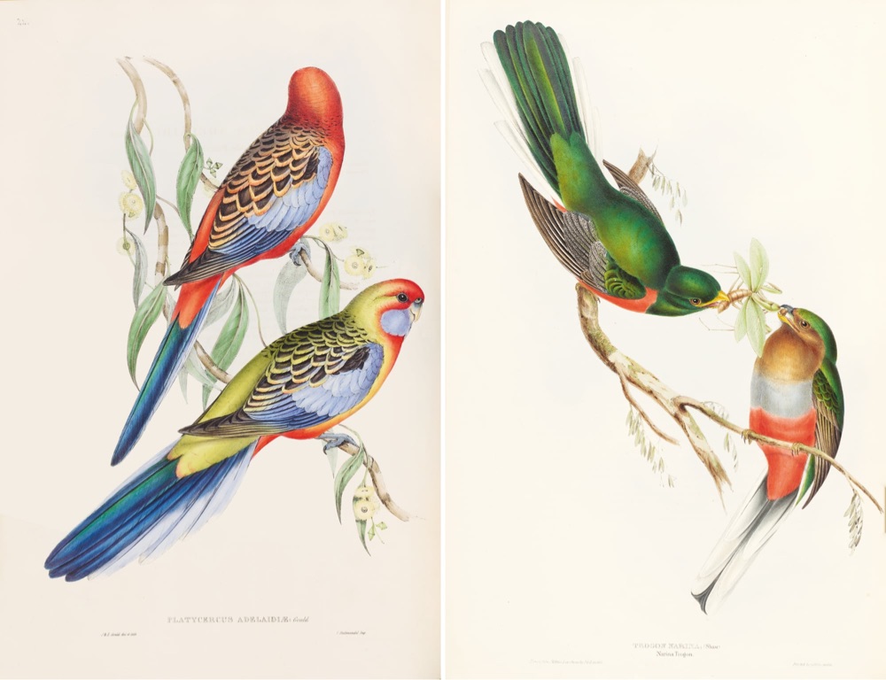 illustrations of two pairs of colorful birds