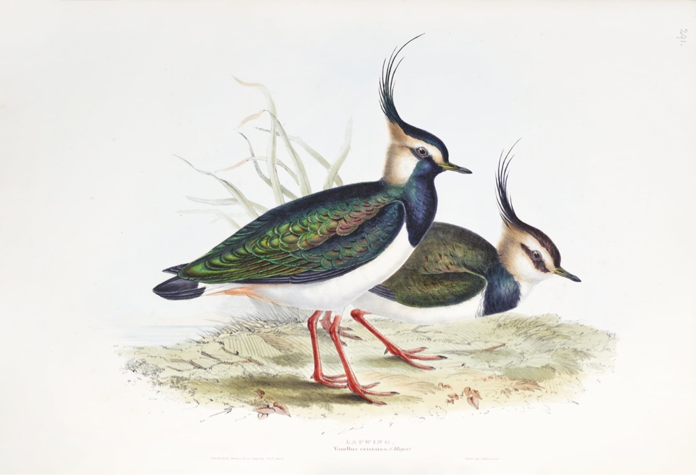 illustration of a pair of black and white birds