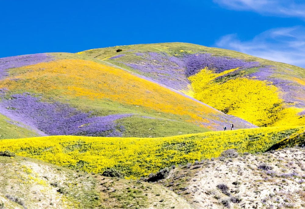 hill full of colorful wildflowers