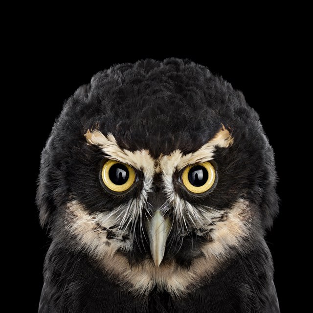 Brad Wilson Owl
