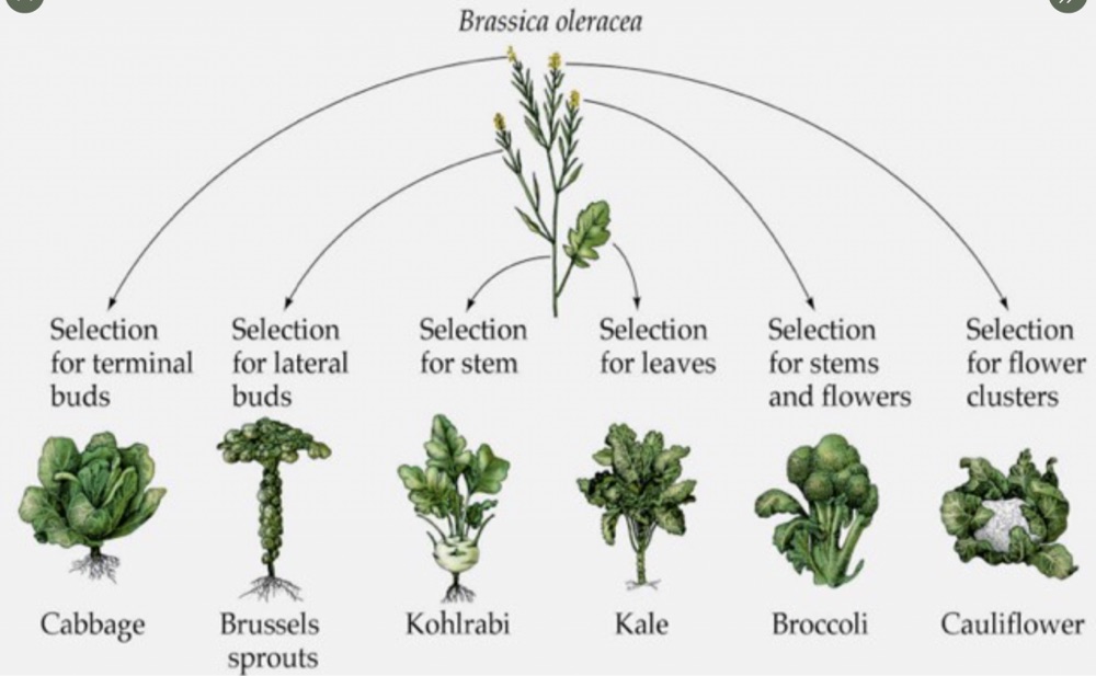 a diagram showing that cabbage, Brussels sprouts, kohlrabi, kale, broccoli, and cauliflower are all the same species of plant, brassica oleracea