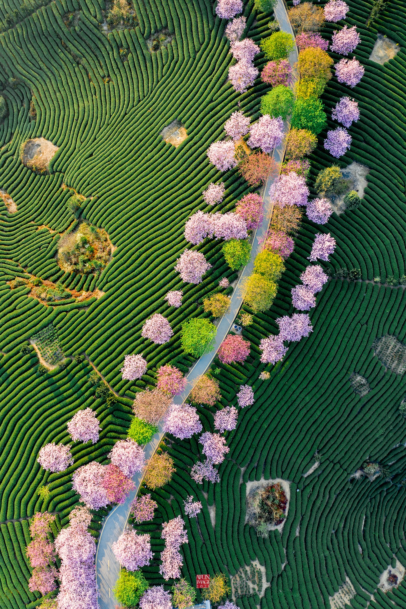 overhead view of cherry trees blossoming at a tea plantation