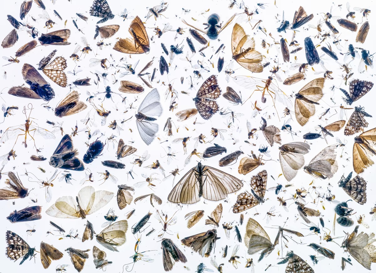 dozens of insects on a white background