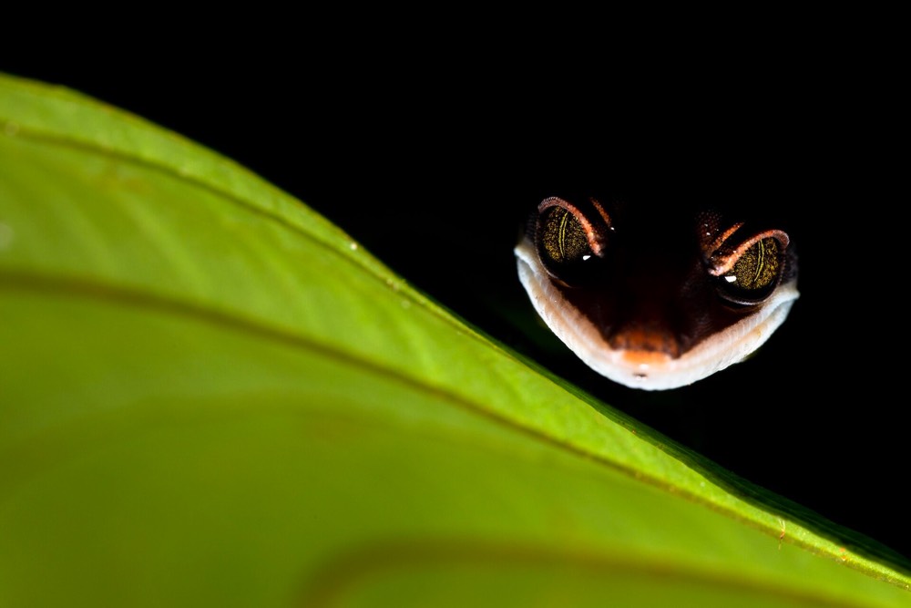 2020 Close-Up Photographer of the Year Competition
