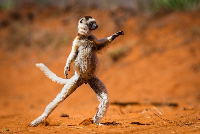 The winners of the 2015 Comedy Wildlife Photography Awards