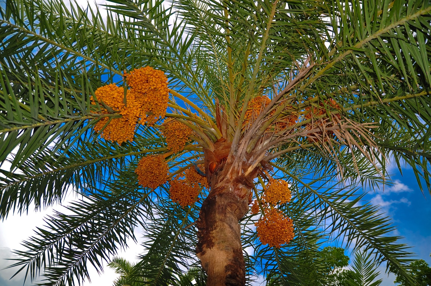 Date-palm tree