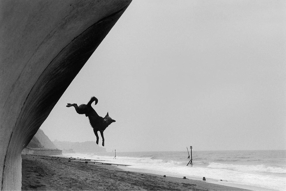 a dog jumps off of a wall onto the beach