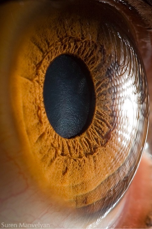 closeup photo of an eye