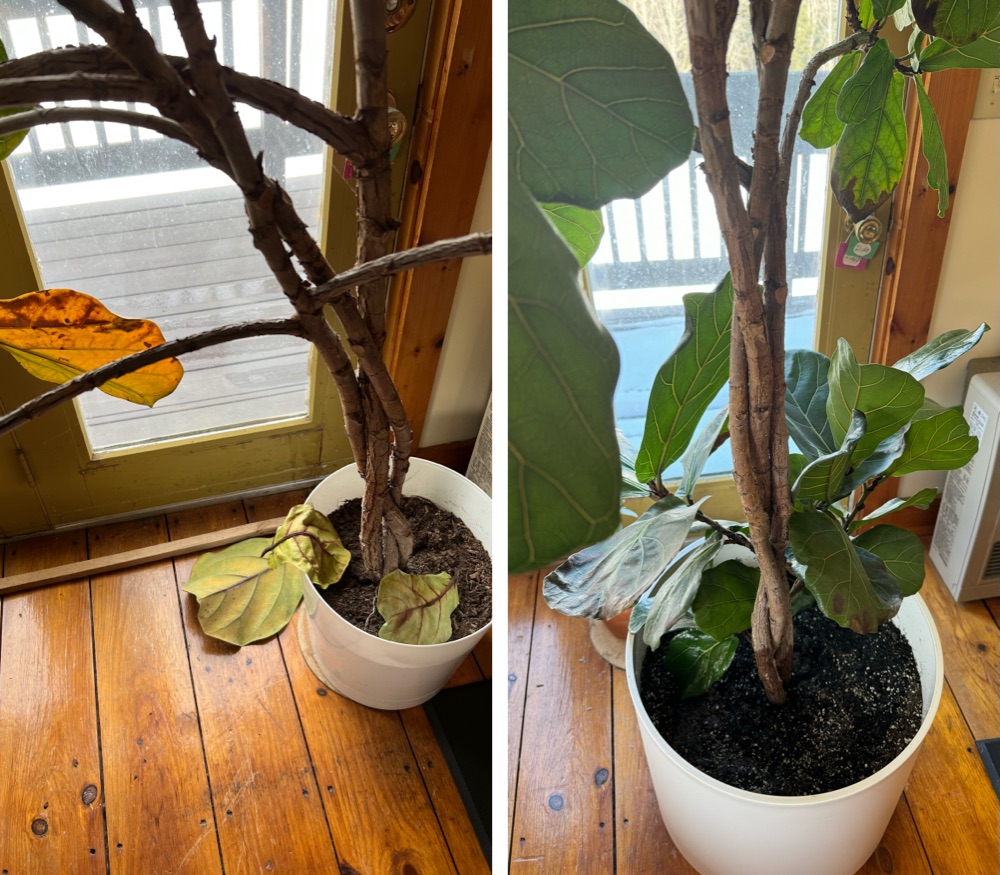 side-by-side comparison of a fiddle leaf fig tree, two years apart