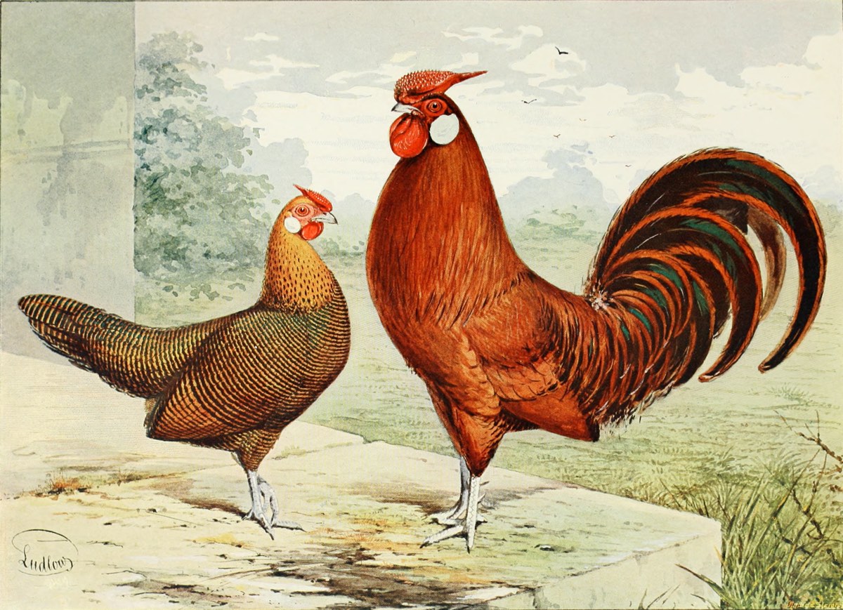 Illustrated Poultry