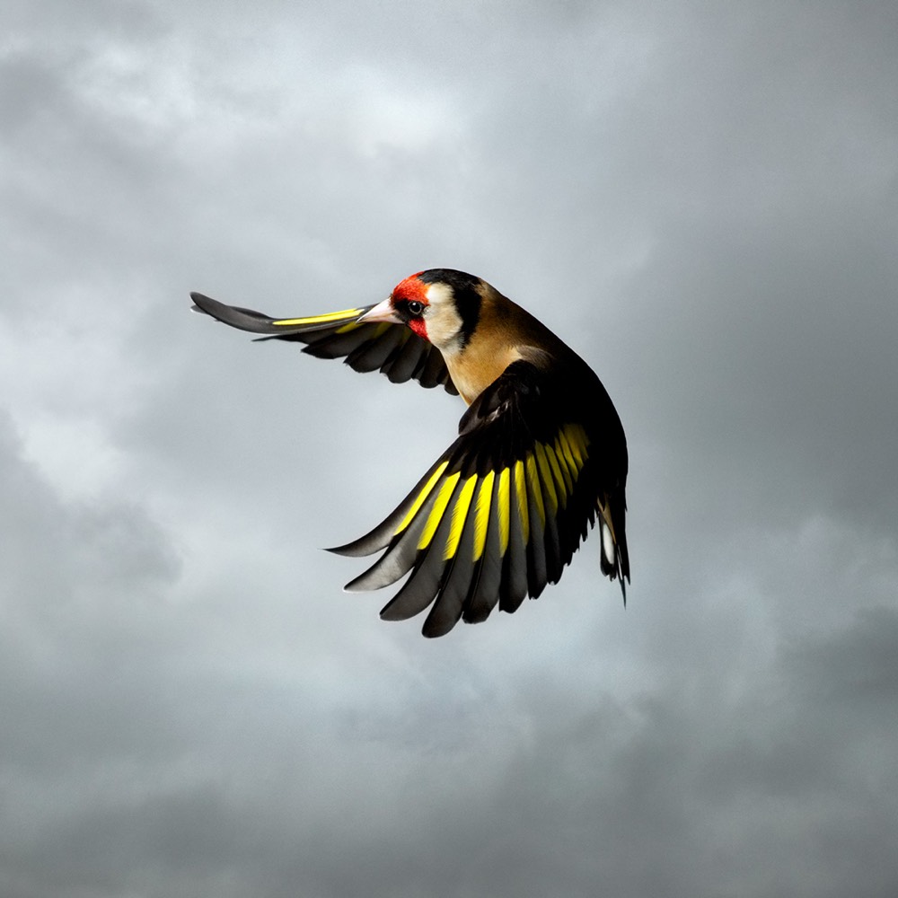 photo of a bird in flight
