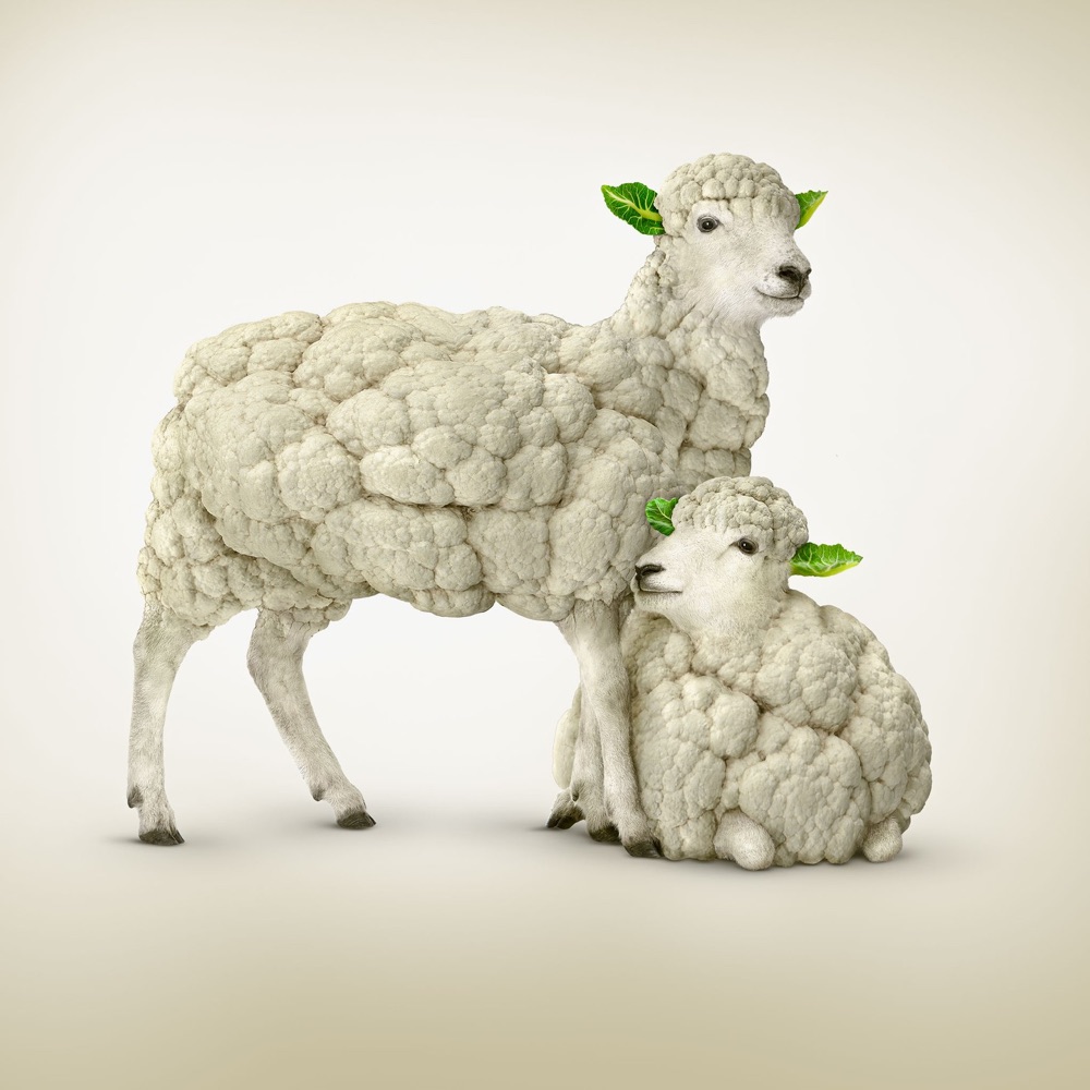 sheep made from cauliflower