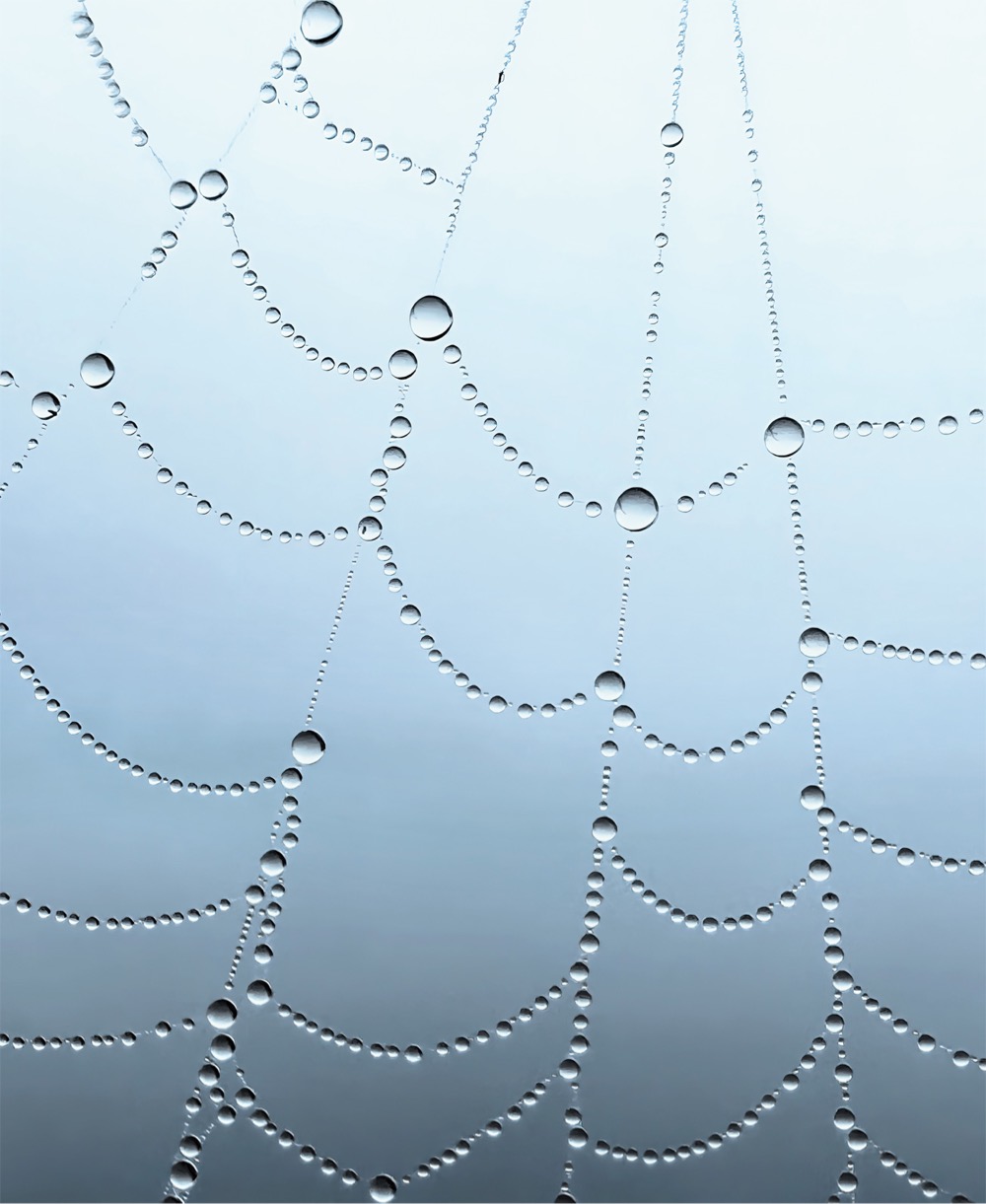 dewdrops on a delicate spider web