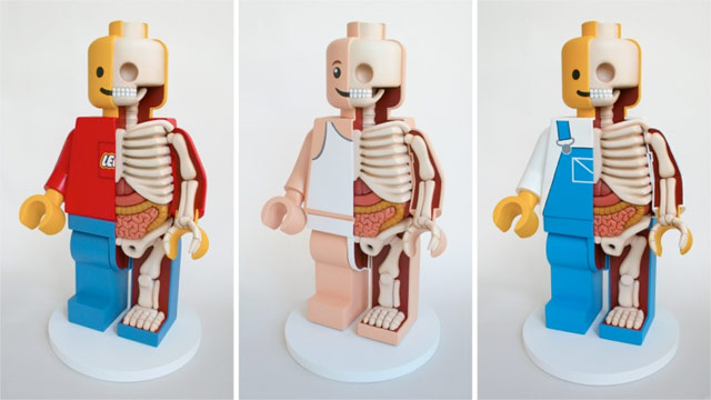 Lego Anatomy