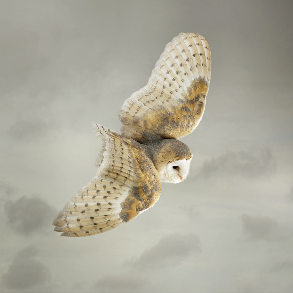 an owl flying