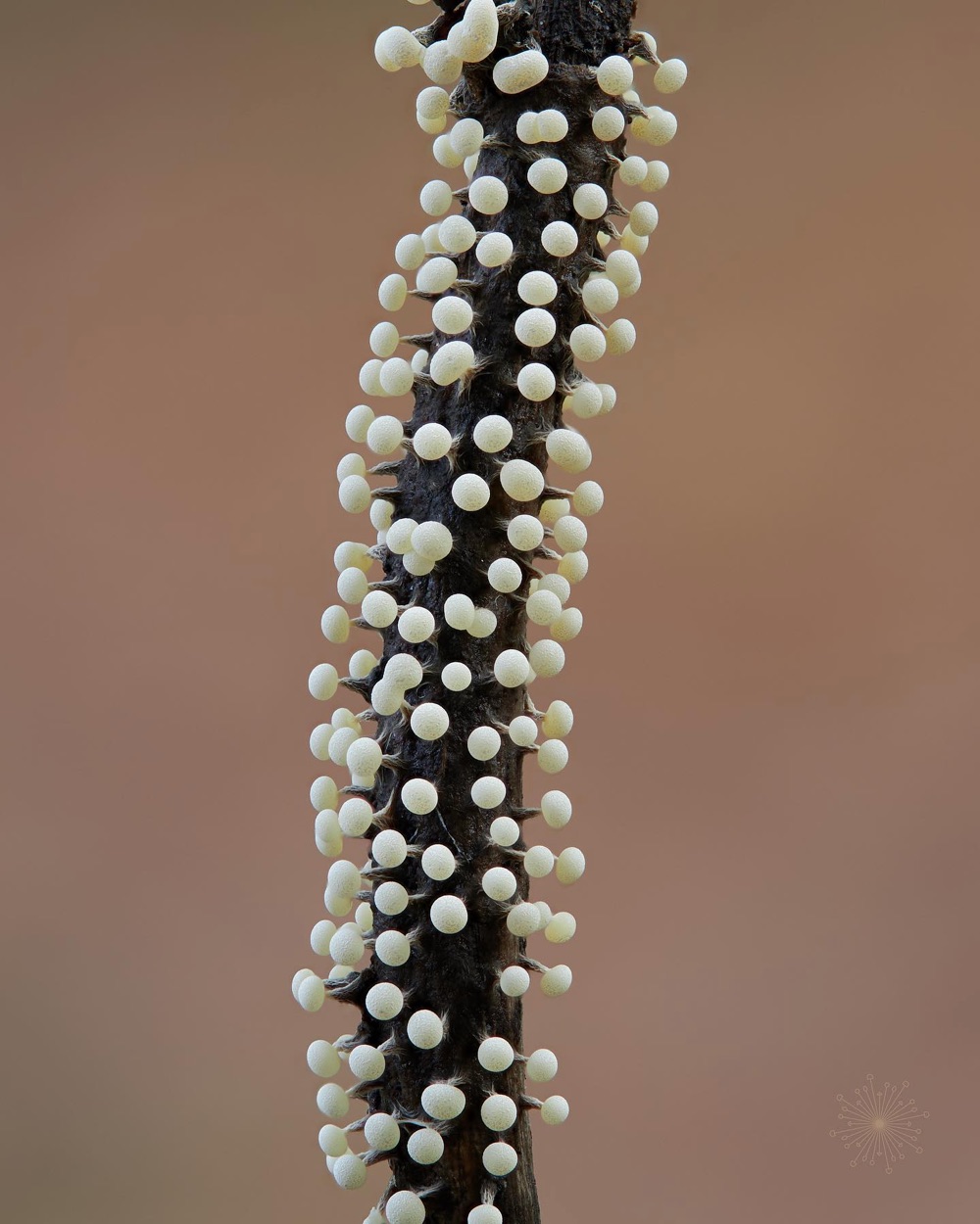 a slime mold with white globules on a black stalk