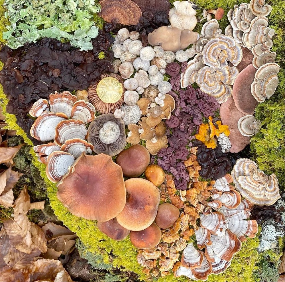 mushrooms and other foraged items arranged in a colorful display