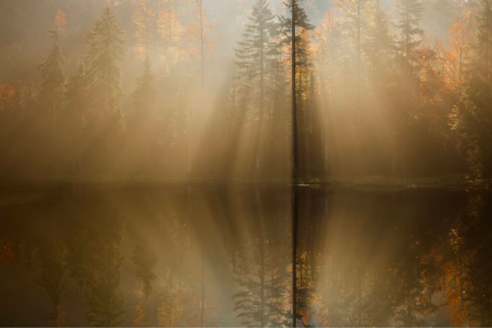 trees in the fog reflected in a lake