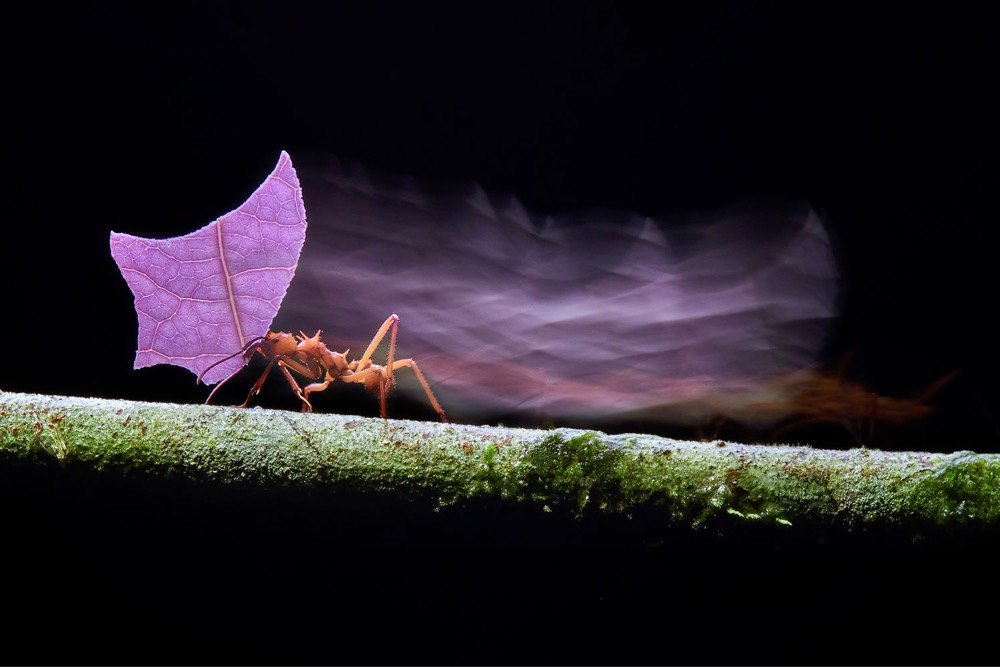 leafcutter ant carrying a leaf
