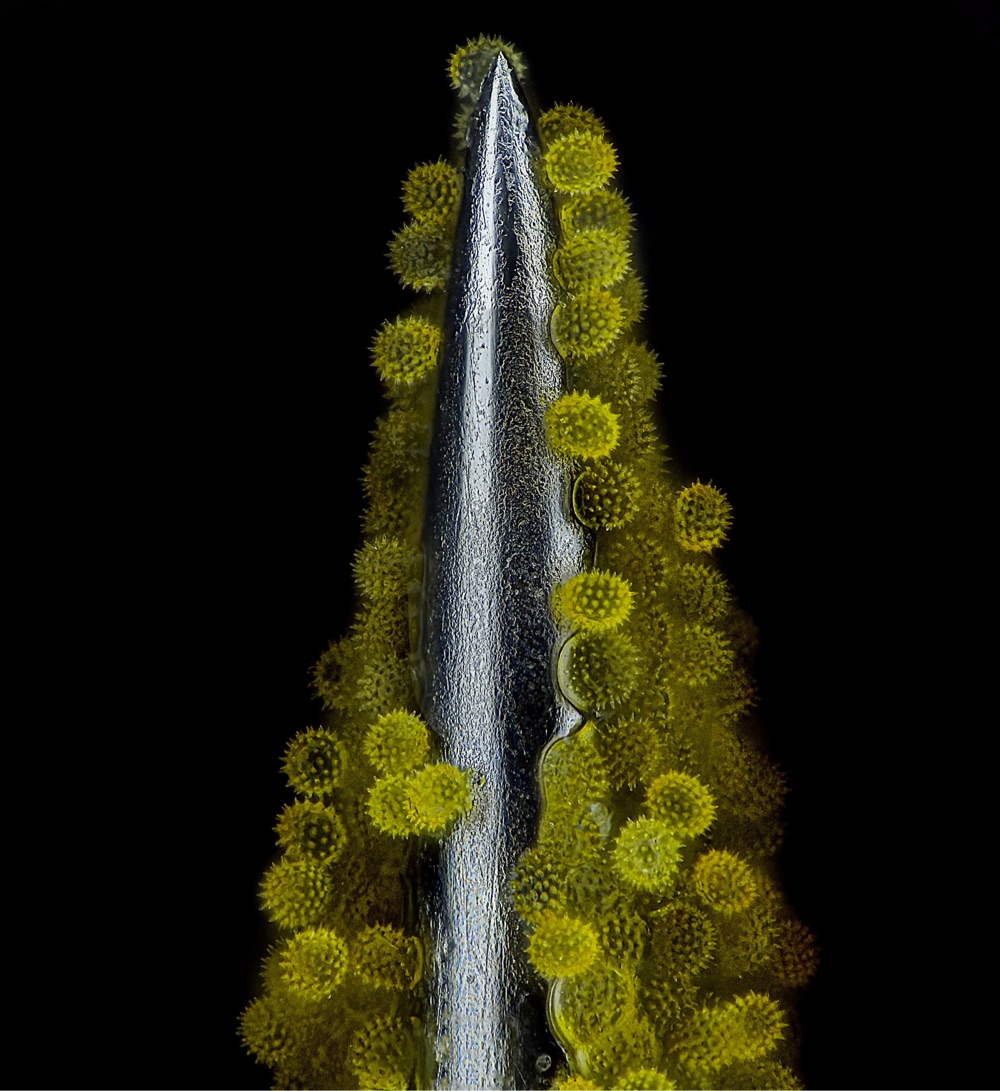 Sunflower pollen on an acupuncture needle