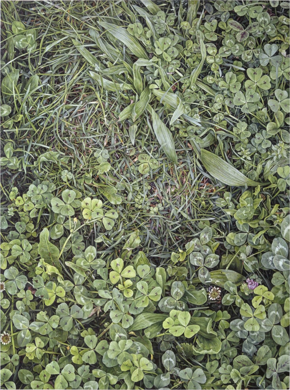 hyperrealistic painting of grasses and leaves