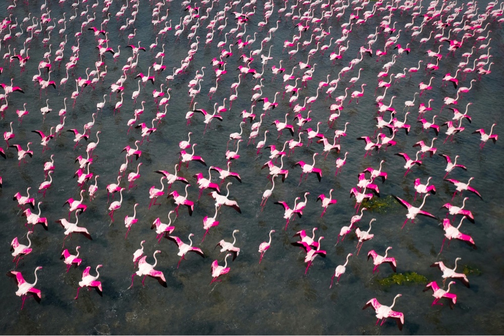a flock of flamingos from overhead