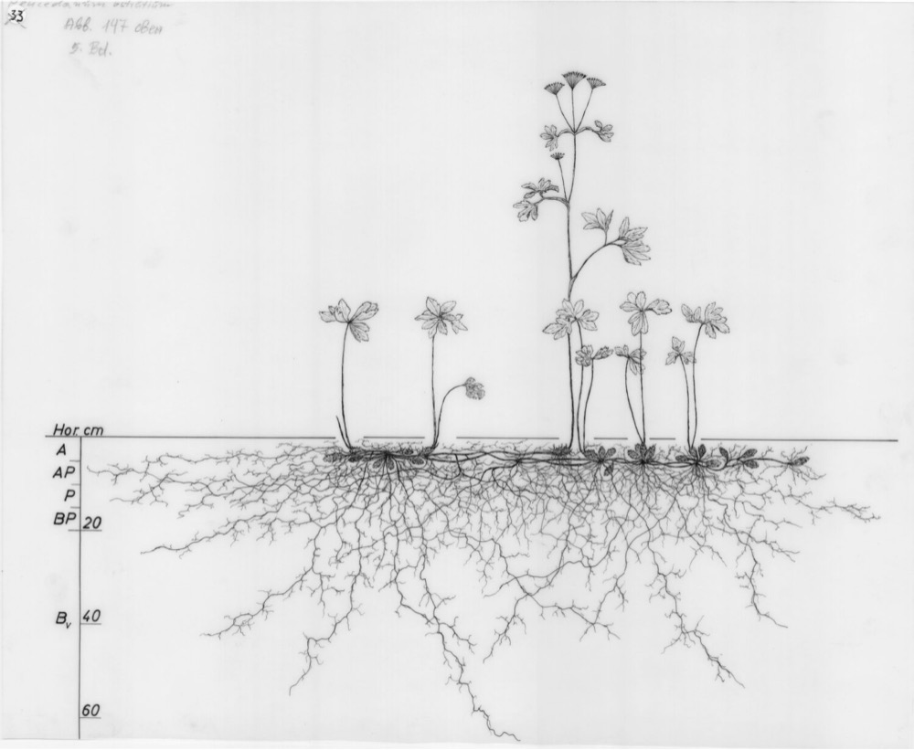 drawing of a plant's root system