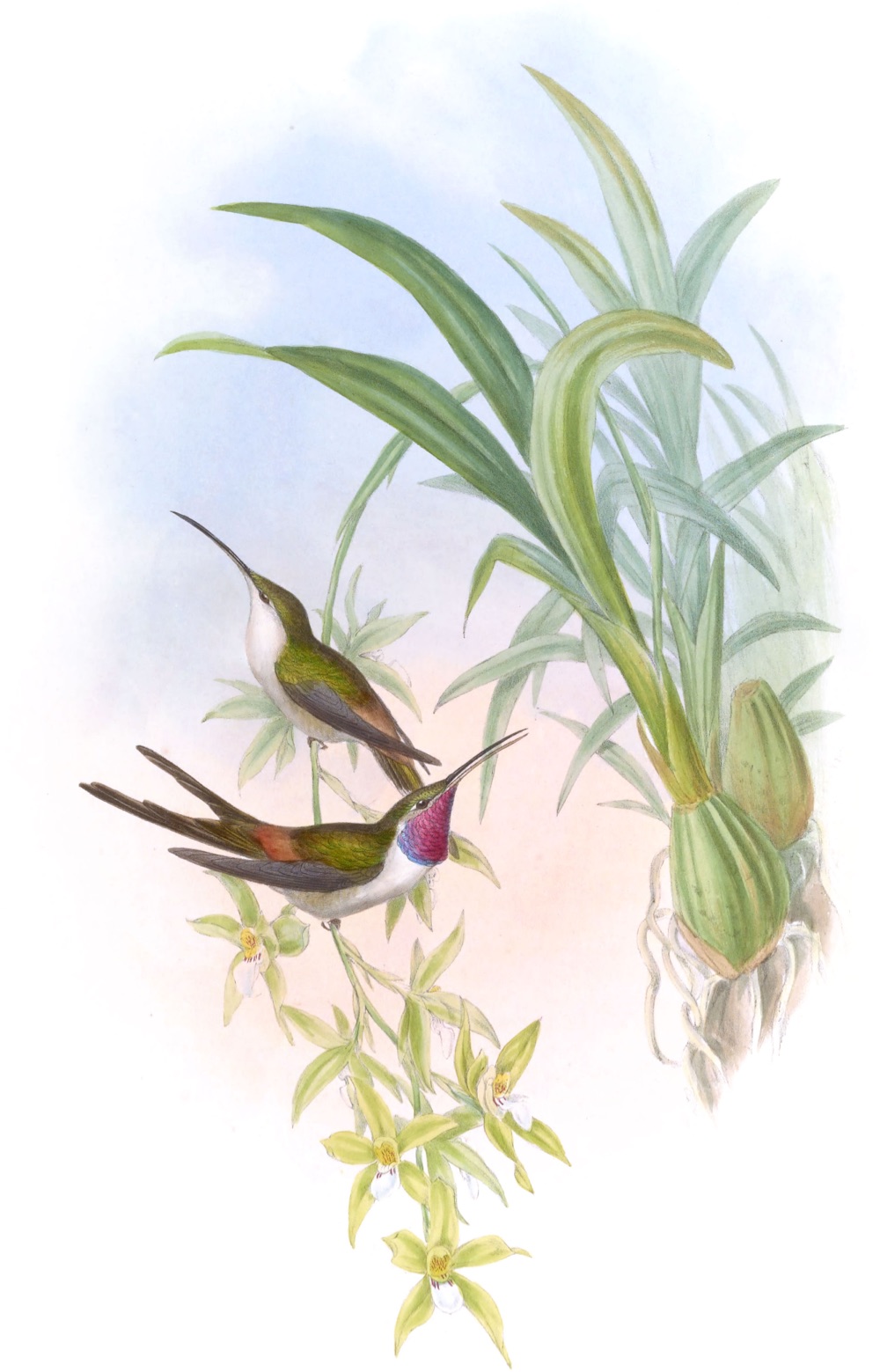 two hummingbirds perch on a plant