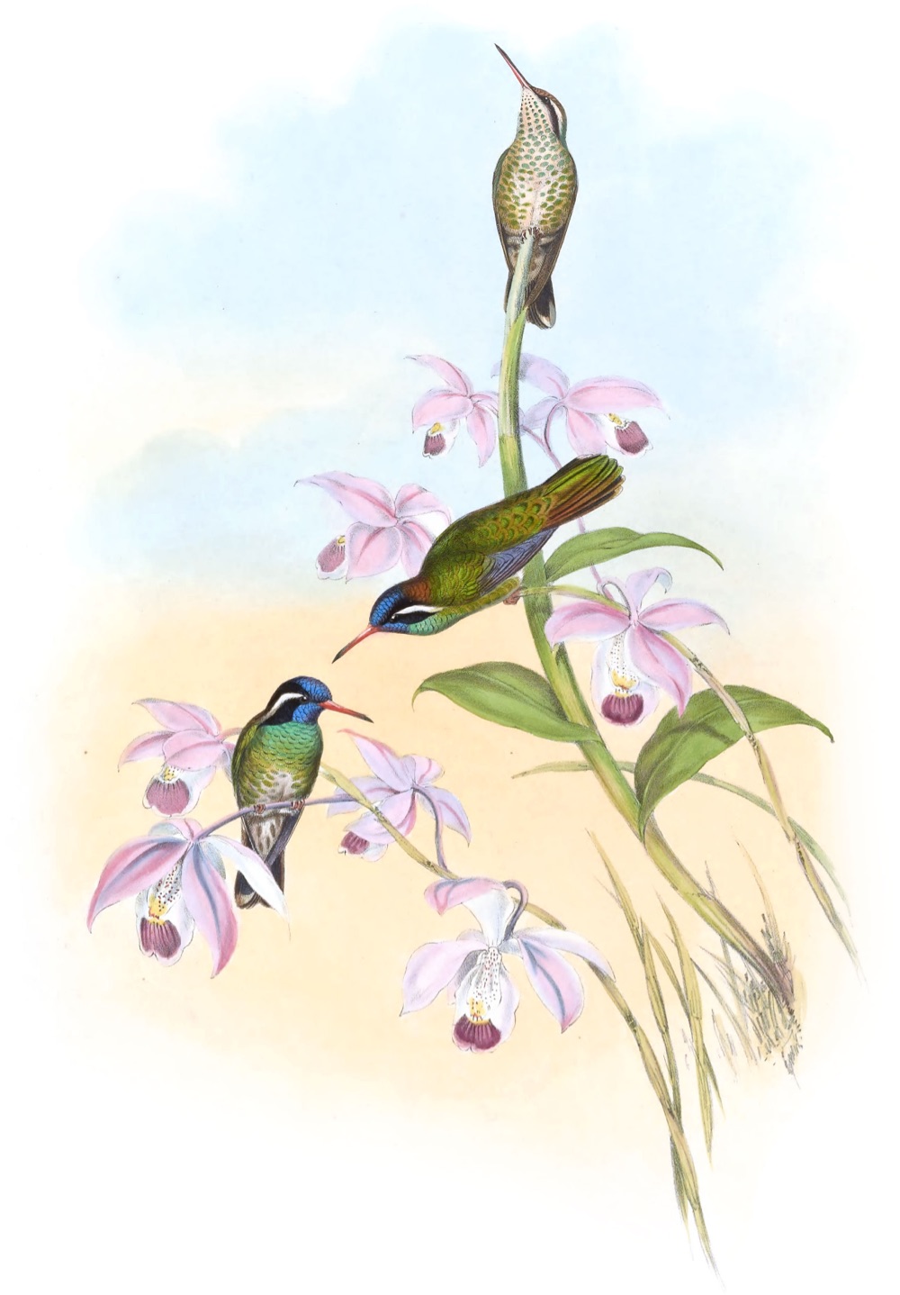 three hummingbirds perch on a flowering plant