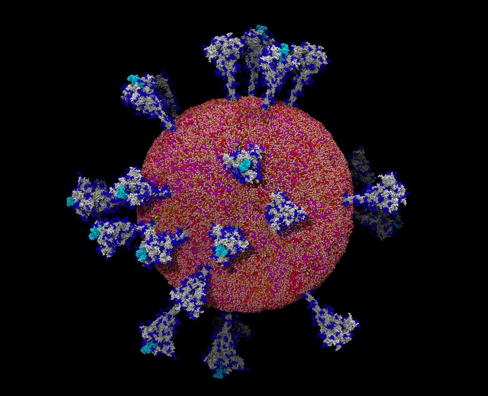 A model of the SARS-CoV-2 virus